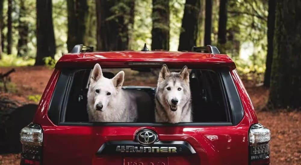 A pair of dogs are shown sitting in the back of a red 2023 Toyota 4Runner TRD parked off-road by a Toyota dealer near Atlanta.