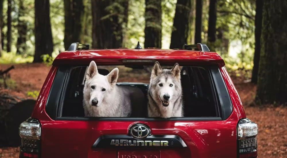 Dogs in the rear cargo area of a 2024 Toyota 4Runner TRD Off-Road Premium