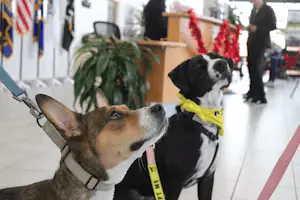 Fido Fest