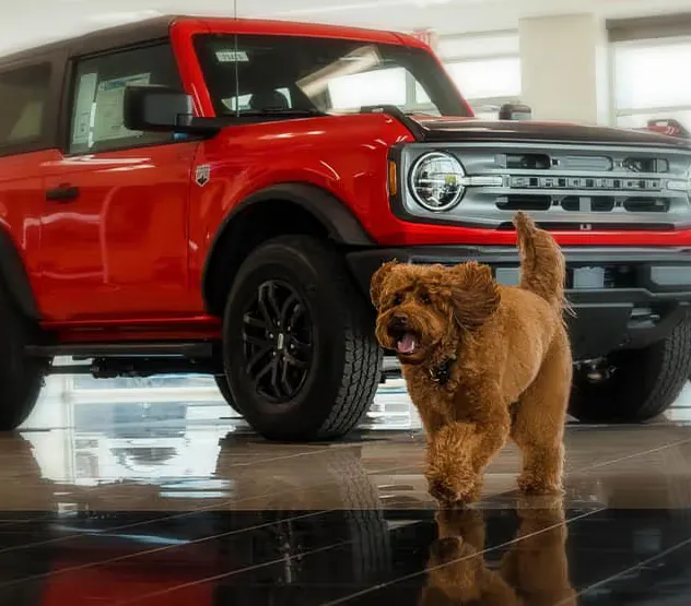 Frankie, the warm-hearted unofficial greeter by a red Bronco